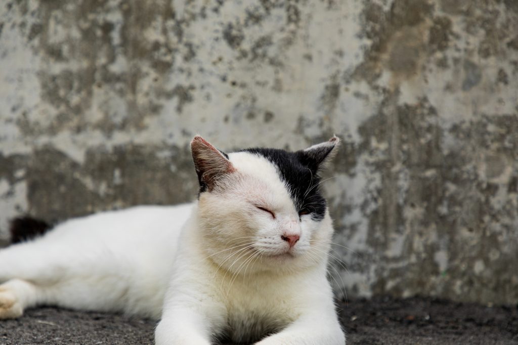 猫背矯正