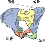 本当の骨盤調整【その2】骨盤調整と内蔵