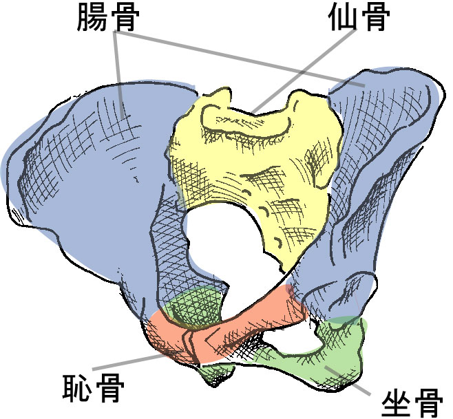 本当の骨盤調整【その４】骨盤の構造