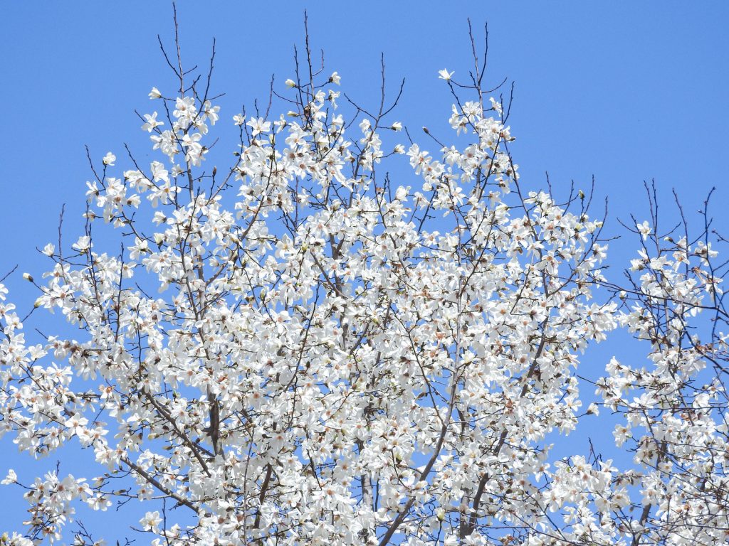 花粉アレルギー急増中