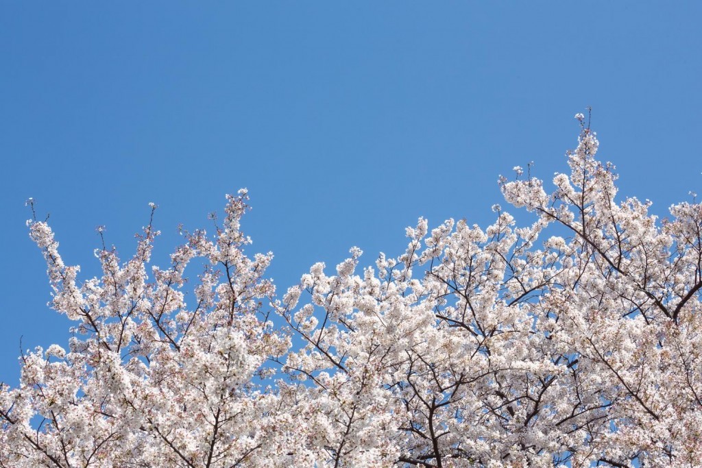 花粉症が出始めたみたい丨花粉の季節到来か