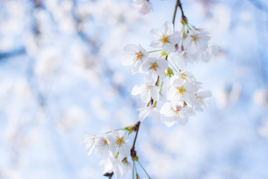 花粉症は治らない？丨西洋医学では今のところ治らないが…