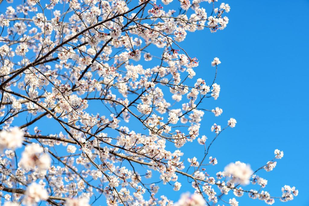 ただいま花粉症のピーク中丨花粉症は治るのか