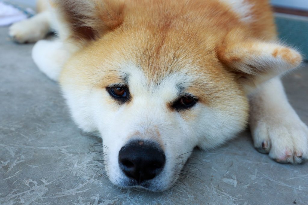 犬アレルギーはどうしてなる？│犬・猫アレルギーの原因とは