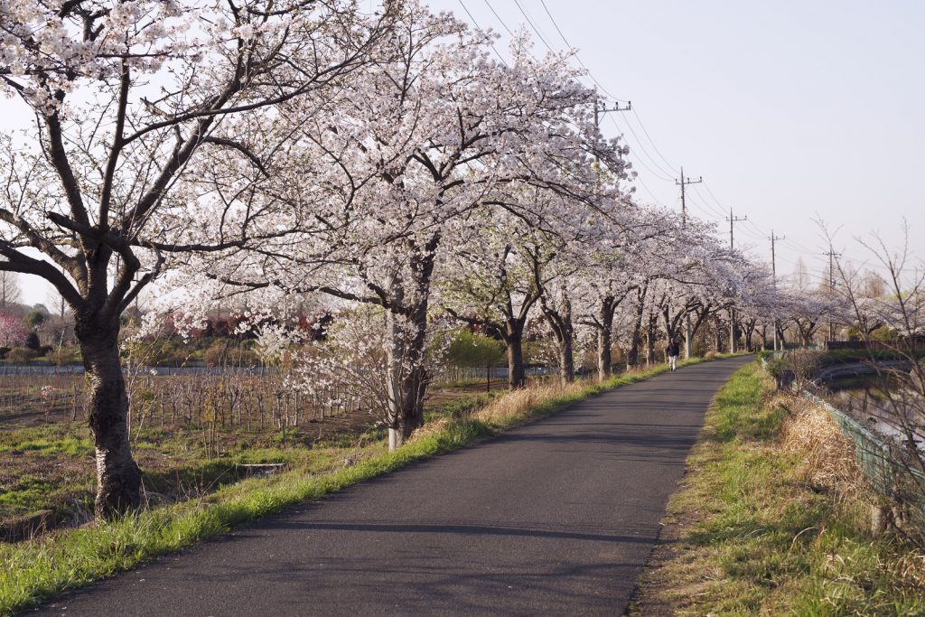 花粉症は集中力を失います│花粉症の治し方