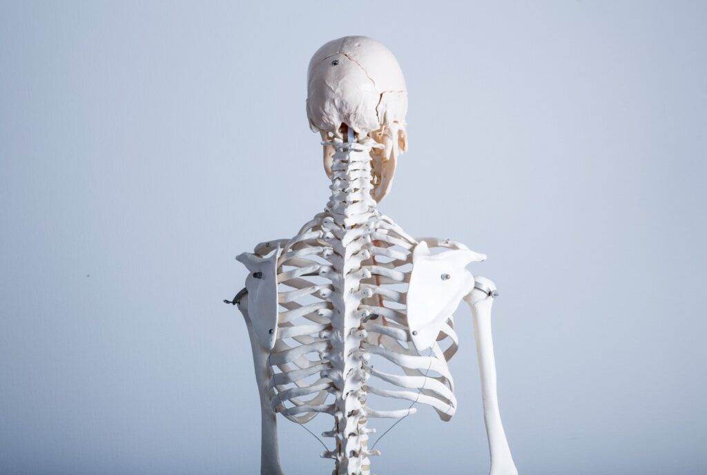カイロプラクティックは骨格調整だけ│身体の不調は骨格の変異はごく僅か